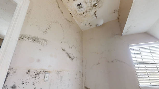 Best Flood Damage  in Tybee Island, GA