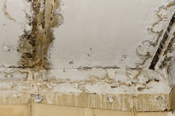 Best Commercial Mold Inspection  in Tybee Island, GA