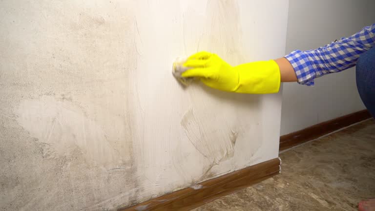 Best Mold Documentation for Insurance Claims  in Tybee Island, GA