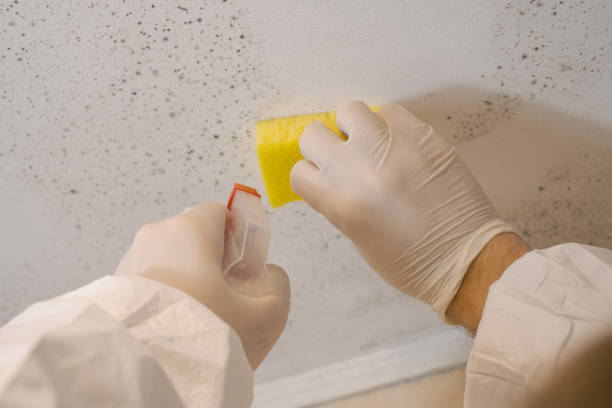 Reliable Tybee Island, GA Mold Removal Solutions